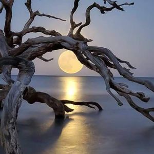 Meet your Posher, Ginger